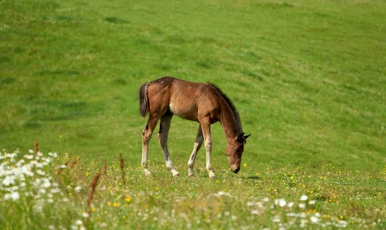 El Despertar de Camila: Una Novia Entre Sombras y Verdades