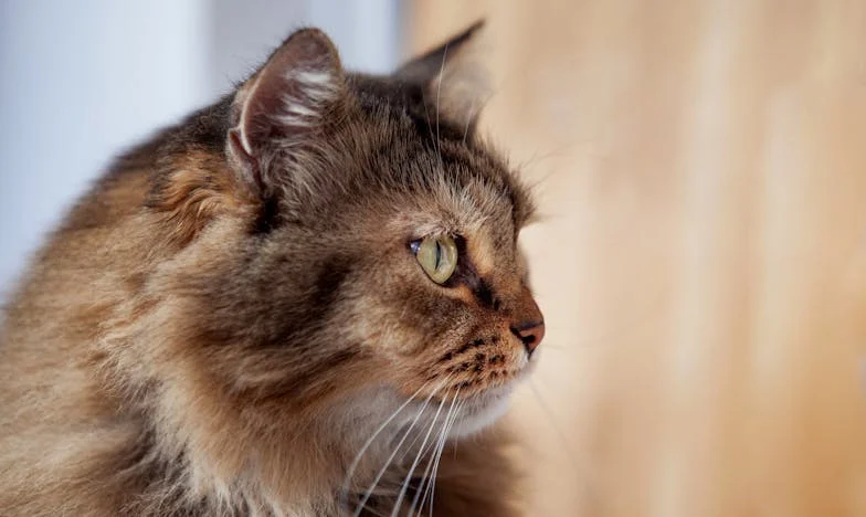 El eco de tu ausencia: una madre en busca de respuestas