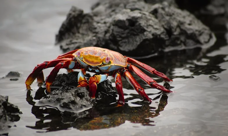 El precio de mirar atrás