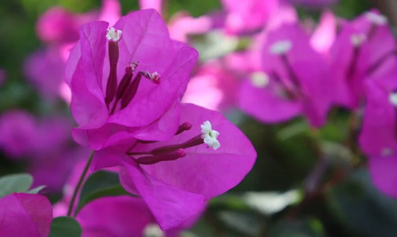 El precio de un hijo: una historia de abandono y redención en Lima