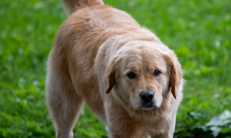 El precio de un sueño: El cumpleaños que rompió mi familia