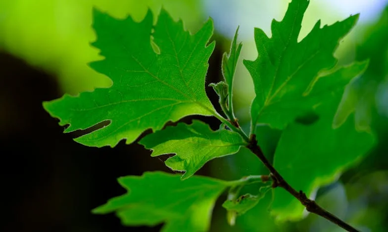 El precio del sacrificio: Cuando el amor de una madre no basta