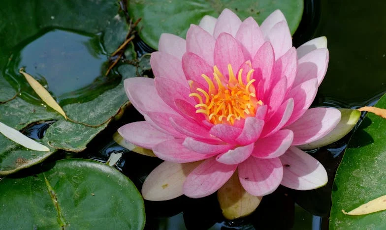 El Regalo Sellado: Diez Años de Silencio