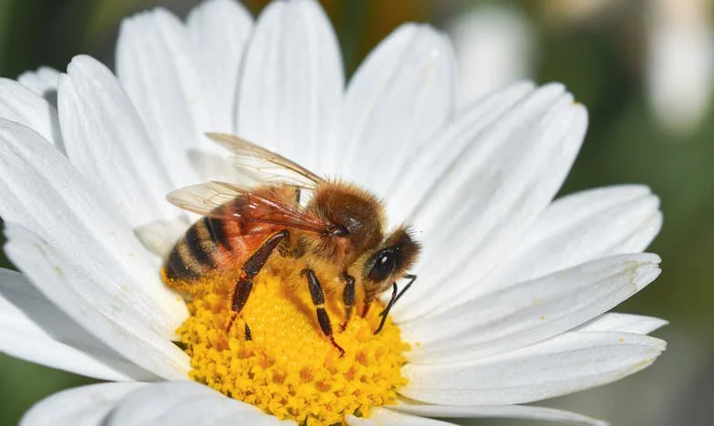 El secreto que escuché detrás de la puerta: Diario de Valeria Mendoza