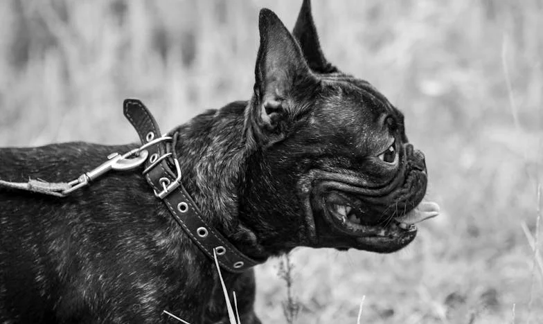 El Silencio de las Paredes: Mi Hogar, Sus Hijos y Nuestros Fantasmas