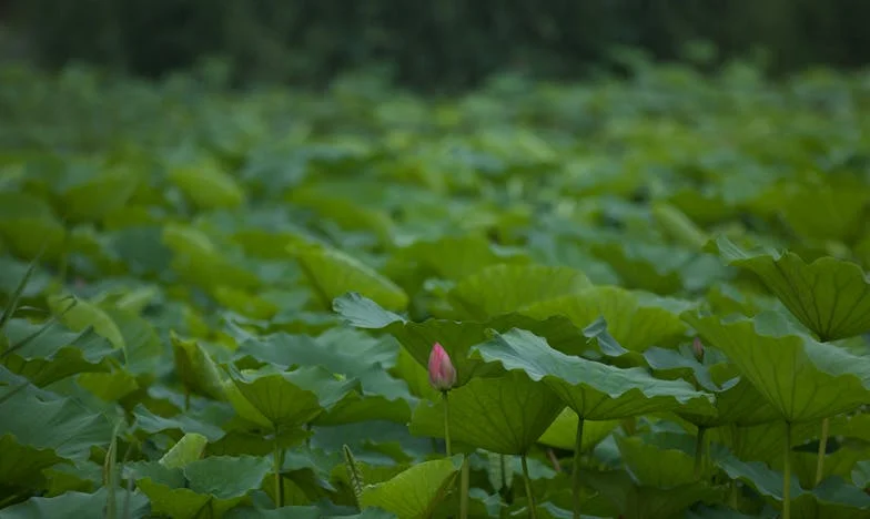 El último acto de Mariana