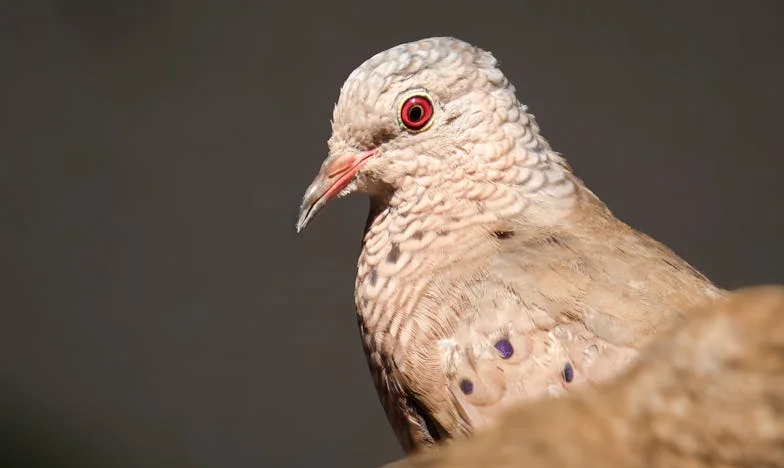 En nombre del amor: El cruce de dos destinos en la Avenida Bolívar