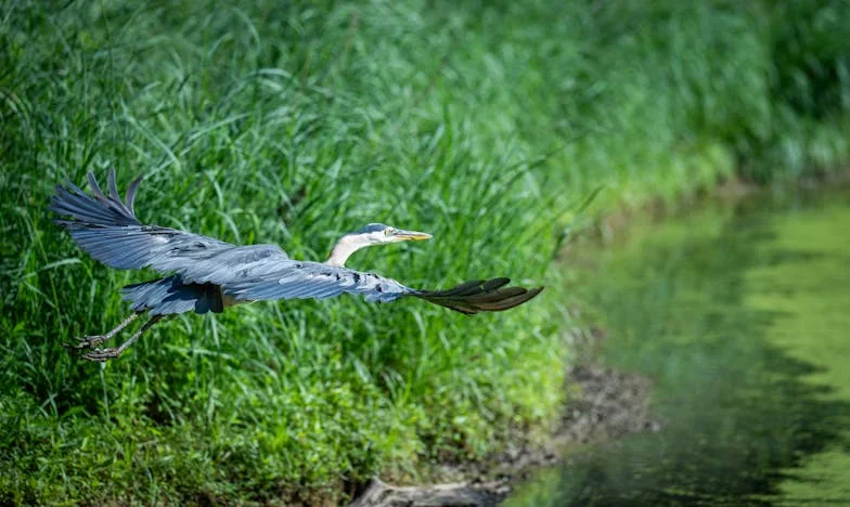 Entre Cajones y Secretos: Lo Que Encontré al Organizar la Casa de Mi Suegra
