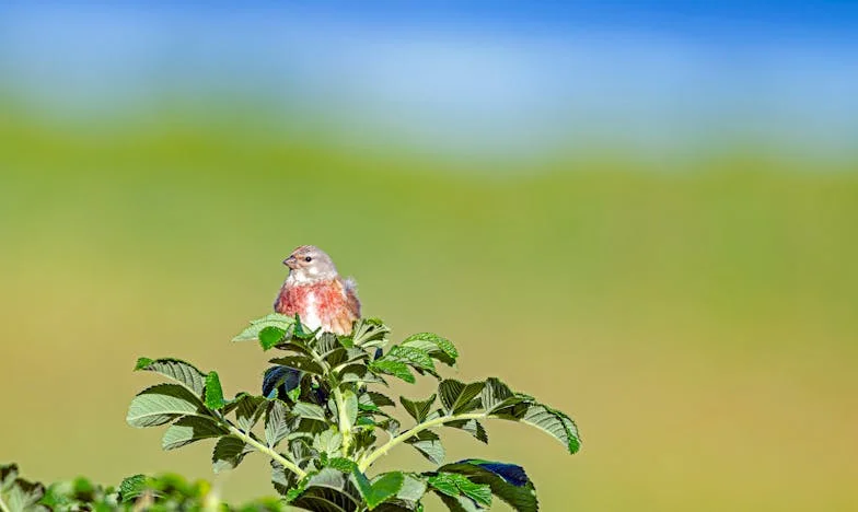Entre Dos Sangres: El Dilema de una Abuela