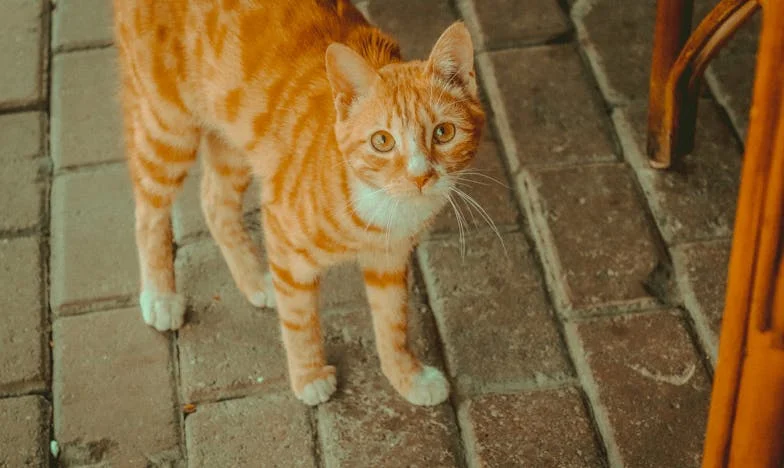 Entre el amor y la sangre: El dilema de la casa de la abuela