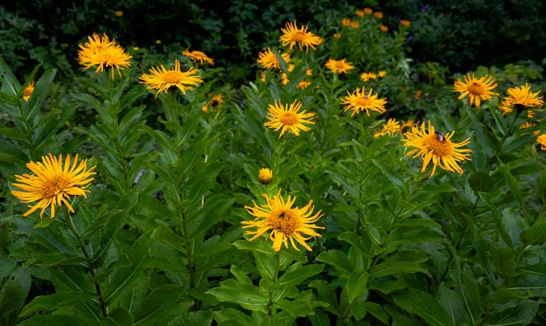 Entre el Amor y la Sangre: La Boda que Dividió a mi Familia