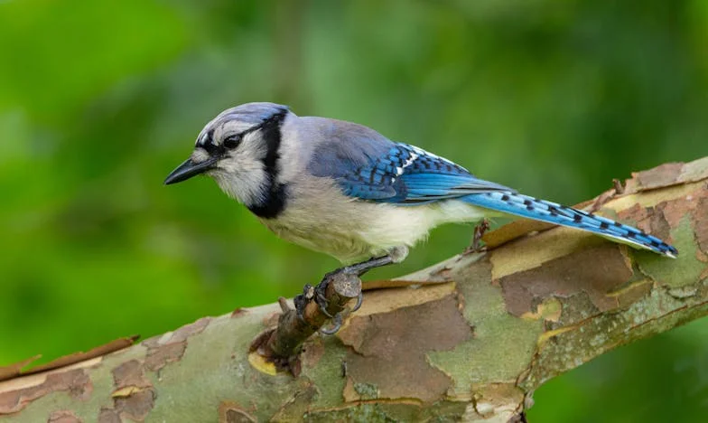 Entre el polvo y los sueños: La elección de mi vida