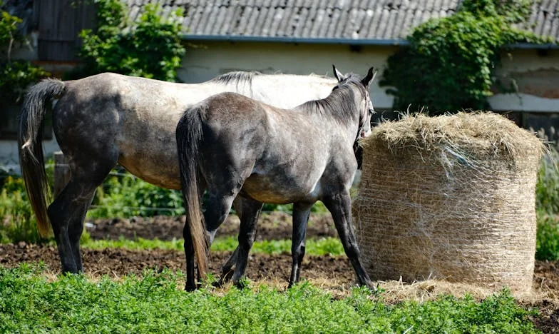 Entre la Lealtad y el Amor: El Dilema de una Hija