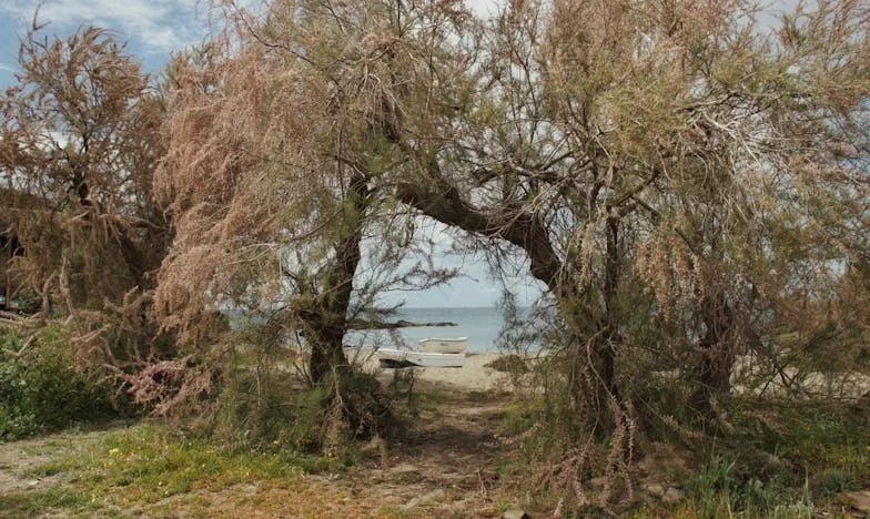 Entre Redes y Secretos: La Esposa de Julián