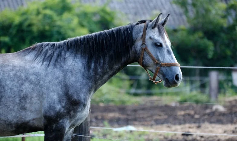 Entre Suegras y Herencias: El Precio del Amor