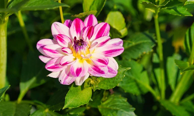 ¿Felicidad verdadera o solo un espejismo? La historia de Irene Jiménez