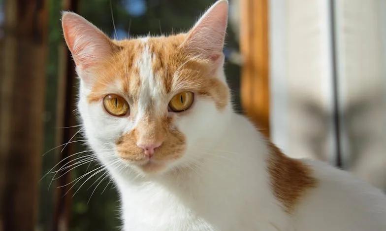 Fragmentos de una Flor Rota