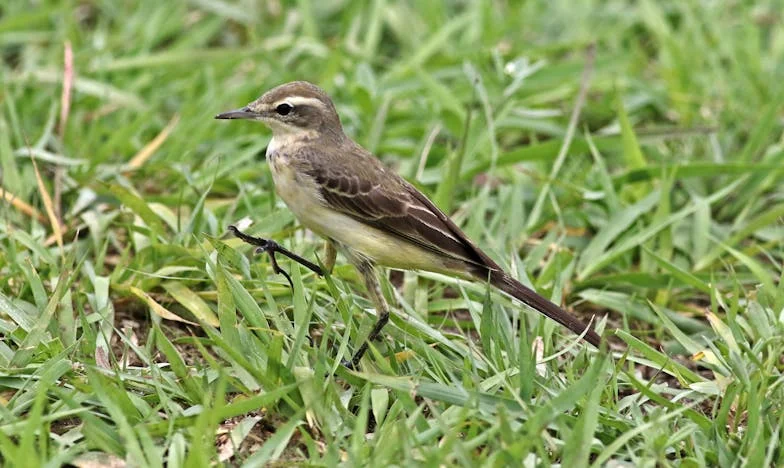 Herencias que Rompen: El Último Legado de Don Ernesto