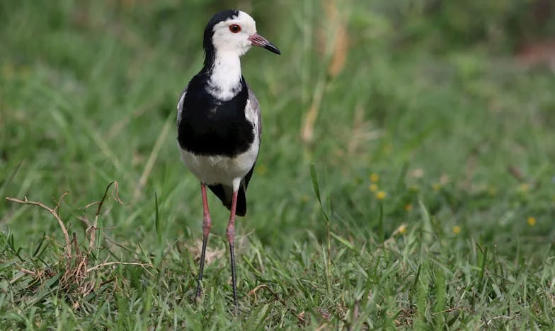 Ilusiones Rota: El Engaño Que Me Cambió Para Siempre