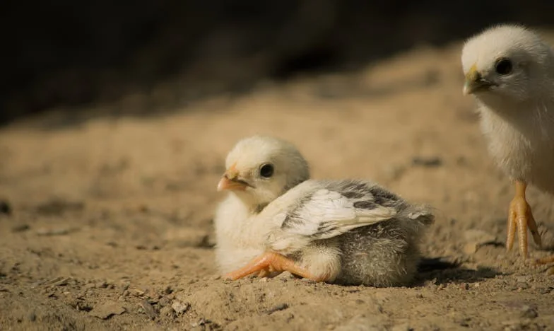 La Amistad Rota entre Mariana y Lucía