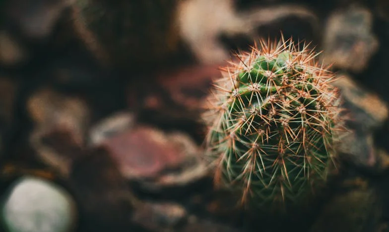 La casa que nunca fue mía