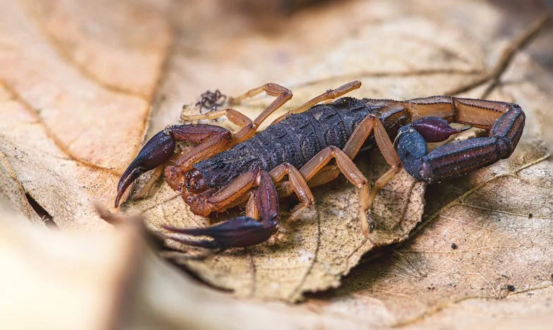 La confianza rota: Veneno en la botella