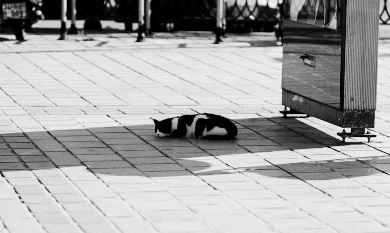 La Esquina de la Decisión