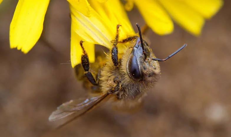 La invitación que nunca esperé: el día que mi exesposo se casó con mi mejor amiga