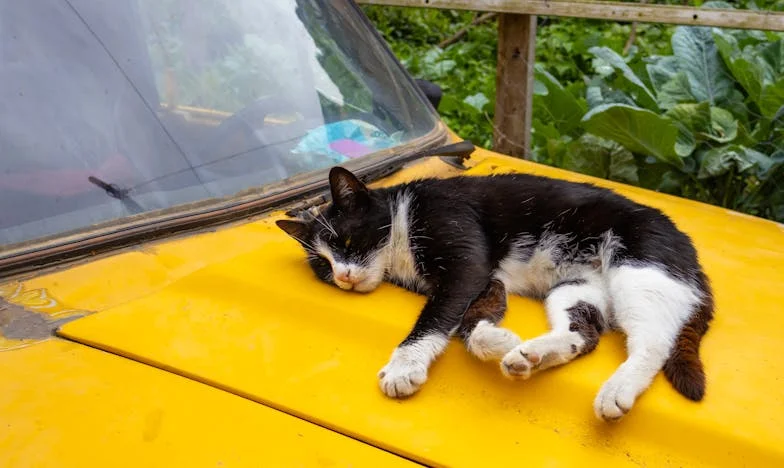 La mentira que rompió mi hogar: Confesiones de un padre desesperado