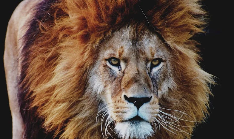 La Soledad de Victoria: Entre Sombras y Esperanza