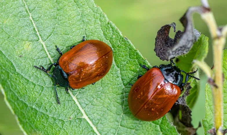La visita diaria de Martha: Cuando los límites familiares se rompen
