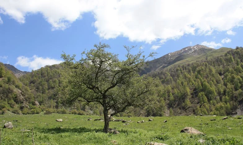Mamá, si no aceptas mi elección, me iré para siempre