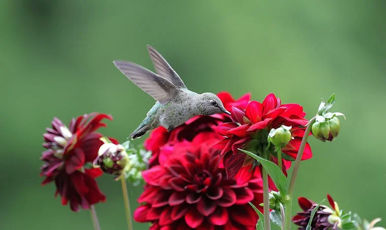 Mi padre, el héroe ausente