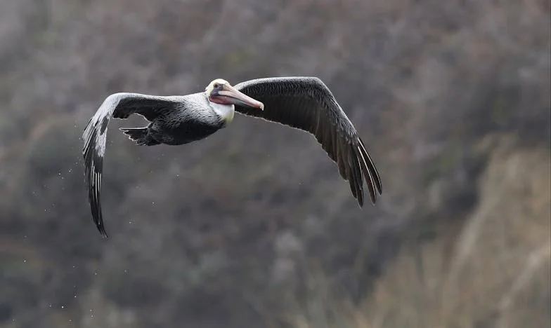 Nadie Me Preguntó Si Quería Naleśniki: Crónica de un Domingo en Casa de Mi Suegra