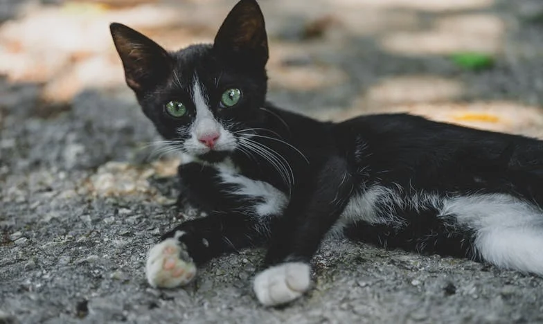 No hay nada que lamentar