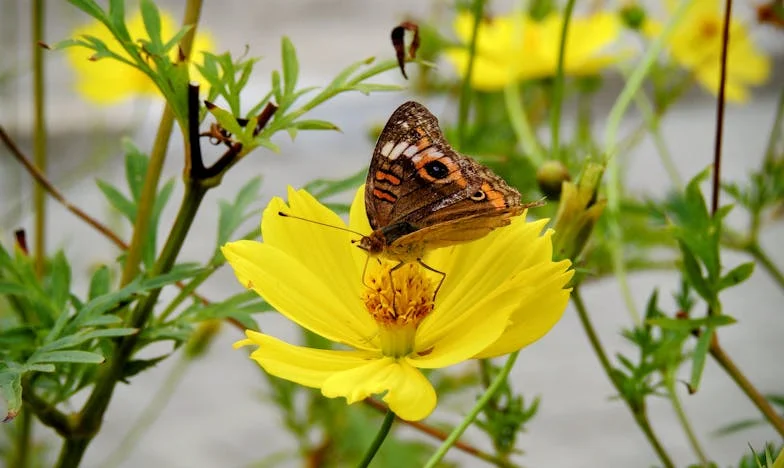 No me falles, papá: La herida invisible de mi hogar
