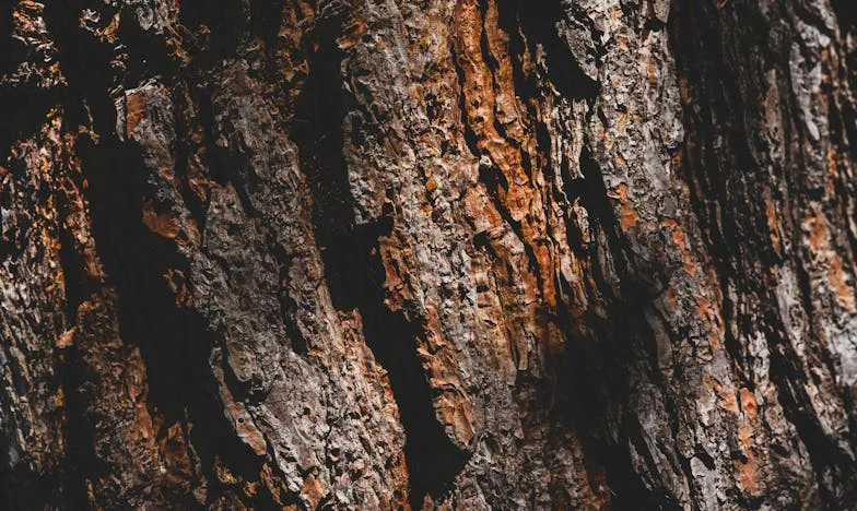 Nunca te dejaré sola: El verano que cambió mi vida