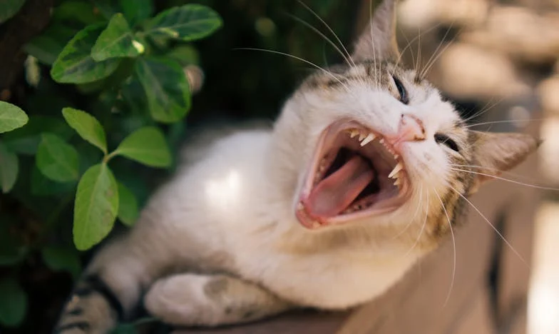 Puertas que cerré para siempre