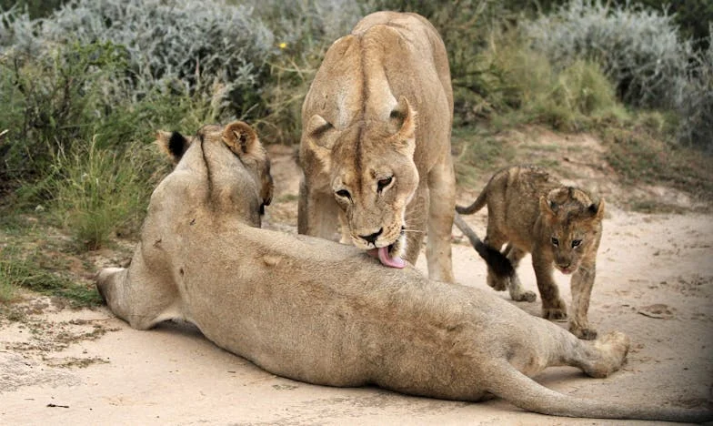 Refugio entre papeles: Escapando de mi propio hogar