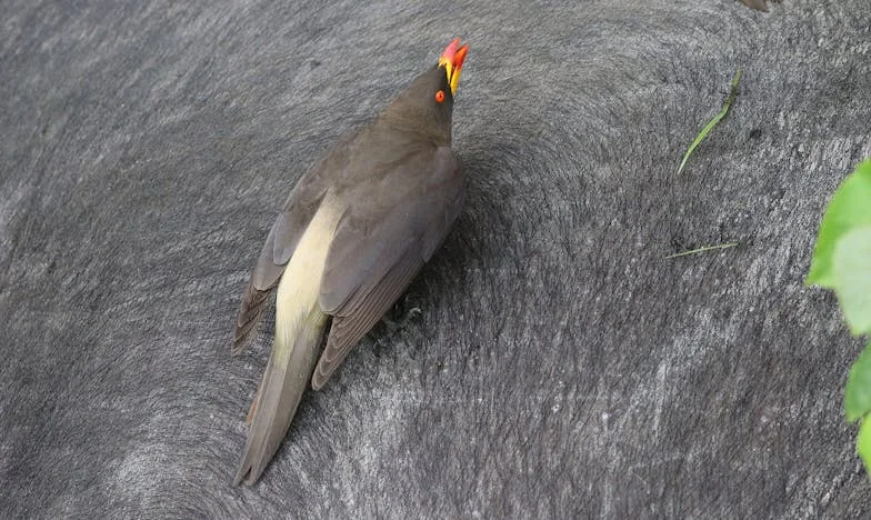 Renacer entre cenizas: La historia de Fernanda