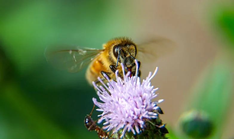 Renacer entre cenizas: La historia de Mariana