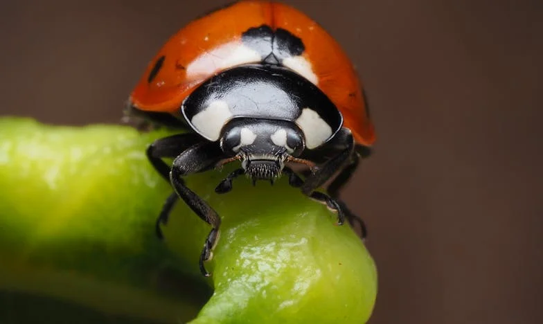 Renacer entre cenizas: la historia de Renata