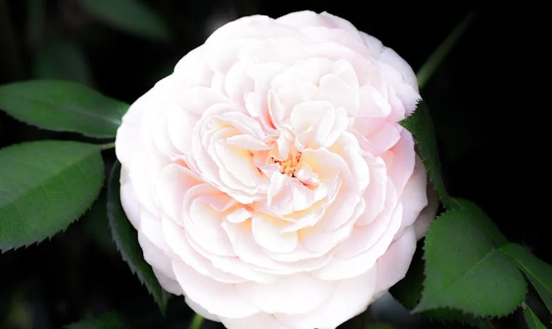 Sabía que llamarías, mamá…