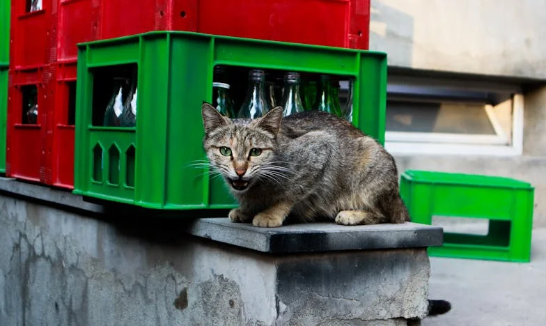 Sin Techo y Sin Pan: El Día que Perdí mi Hogar por Ayudar a Otra