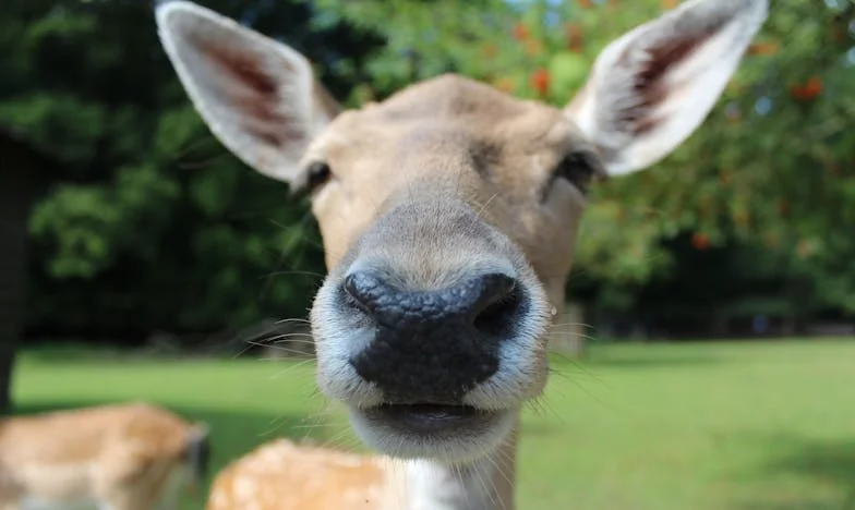 Susurros de Verdad en la Noche Silenciosa