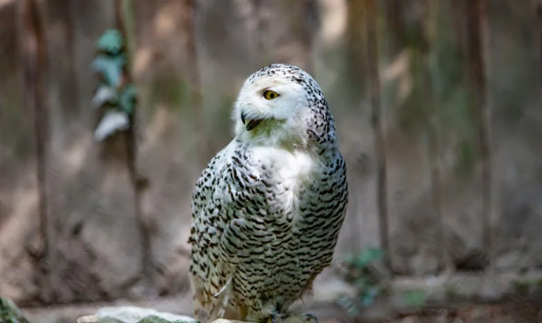 Susurros en el Silencio: El Dolor de una Madre