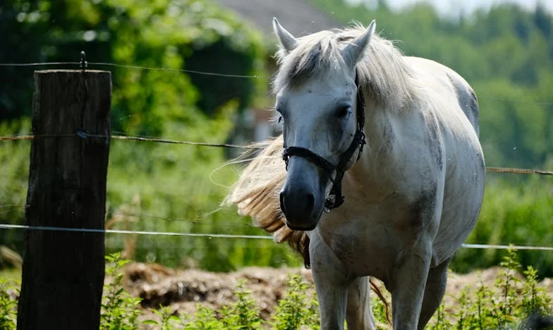 Te pedí solo una vez, y no entendiste: la historia de Mariana y su hijo Santiago