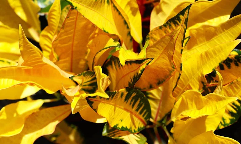 Un Regalo Demasiado Lejano: Entre la Sangre y el Sacrificio