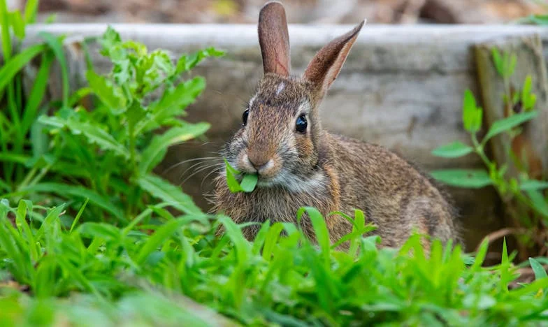 ¿Y si la abuela se fuera para siempre?
