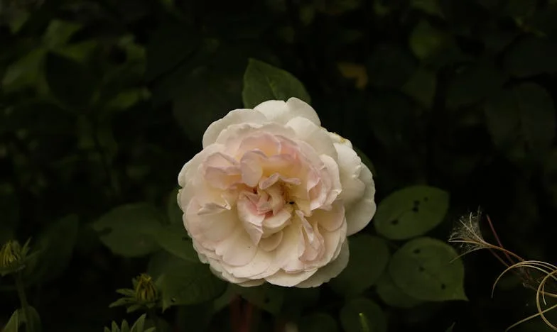 Amor, suegra y algoritmos: La batalla de mi vida